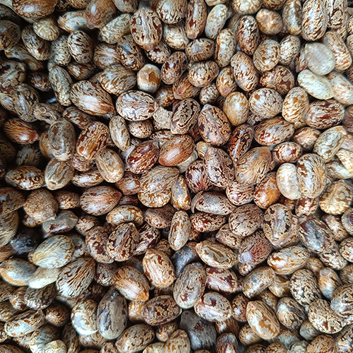 Castor-Seed.png