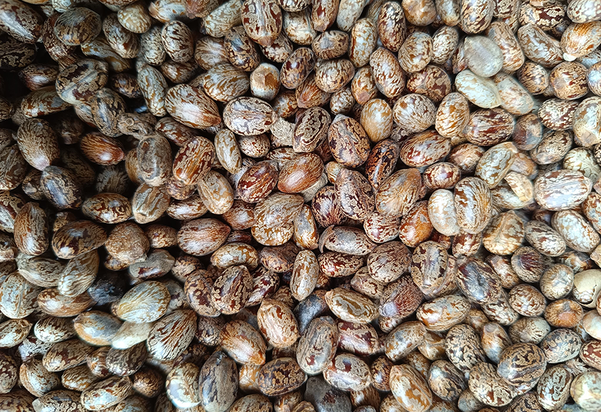 Castor-Seed_lanscape.png