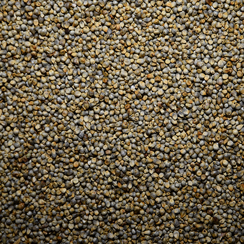 Millet-Animal-Feed.png