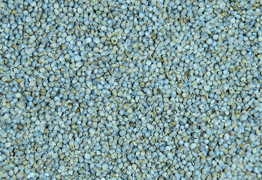 Millet.png