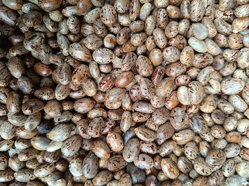 castor-seed.webp